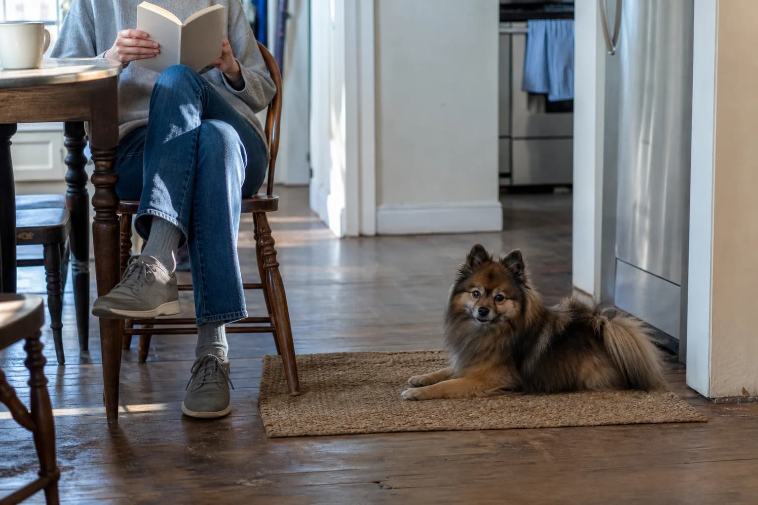 Wolf sable Pomeranian resting near a person reading at a kitchen table