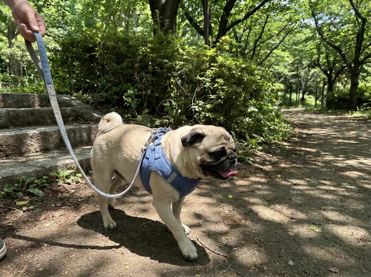 Fawn Pug walking on a harness and slack leash along a shaded woodland path.