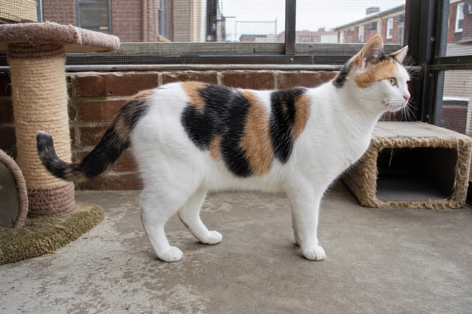 A high-white calico shorthair standing in full side profile on a screened brick balcony.