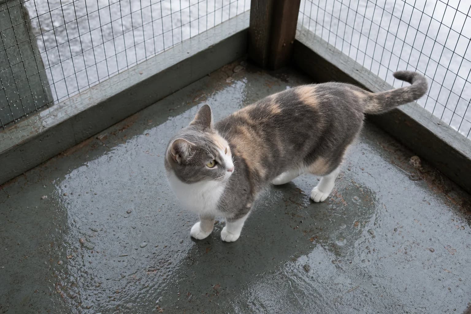 A dilute calico cat standing on the wet floor of a covered catio during light rain.