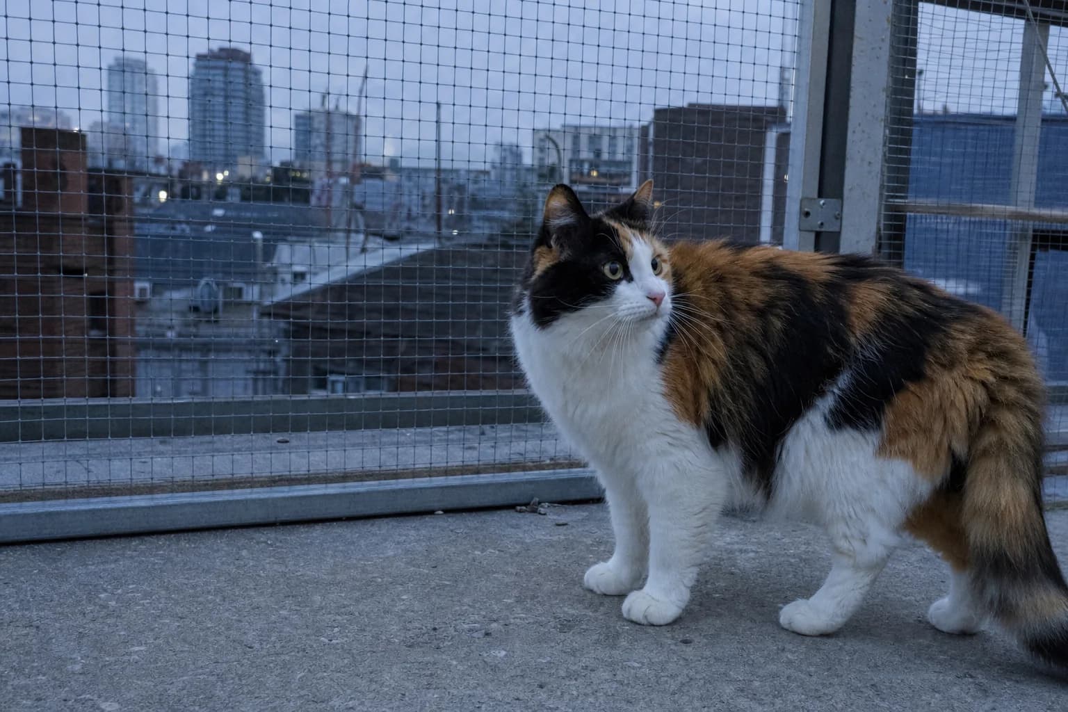 A longhaired calico cat turns toward an off-frame voice in a cool early-morning roof catio.