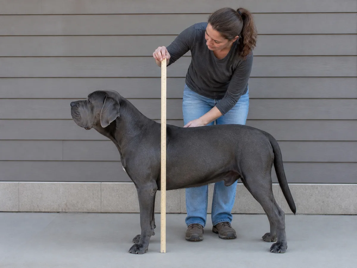 Owner measuring a calm Cane Corso at the withers on a level floor