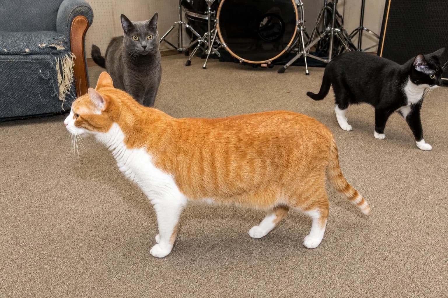 Orange-and-white, solid gray, and tuxedo cats standing in a worn home music room.