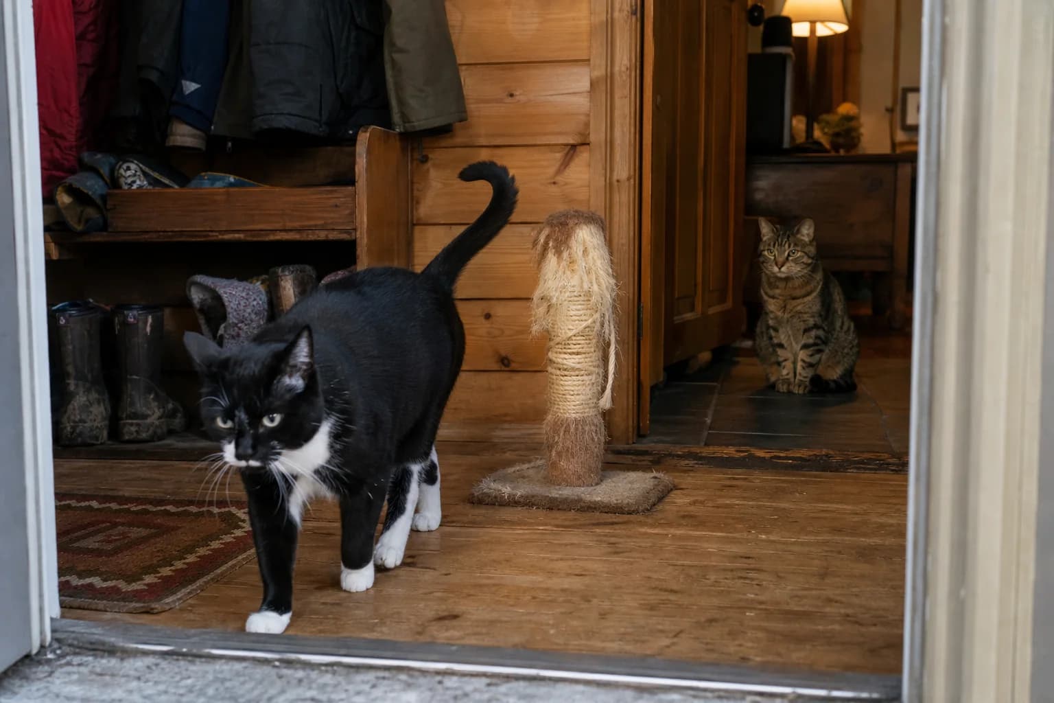 A tuxedo cat walks through a cabin mudroom while a reserved brown tabby watches from the doorway.