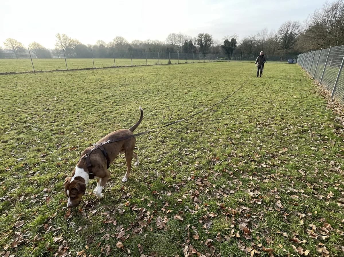 Brown-and-white mixed dog sniffing in a fenced field while a handler holds a long line