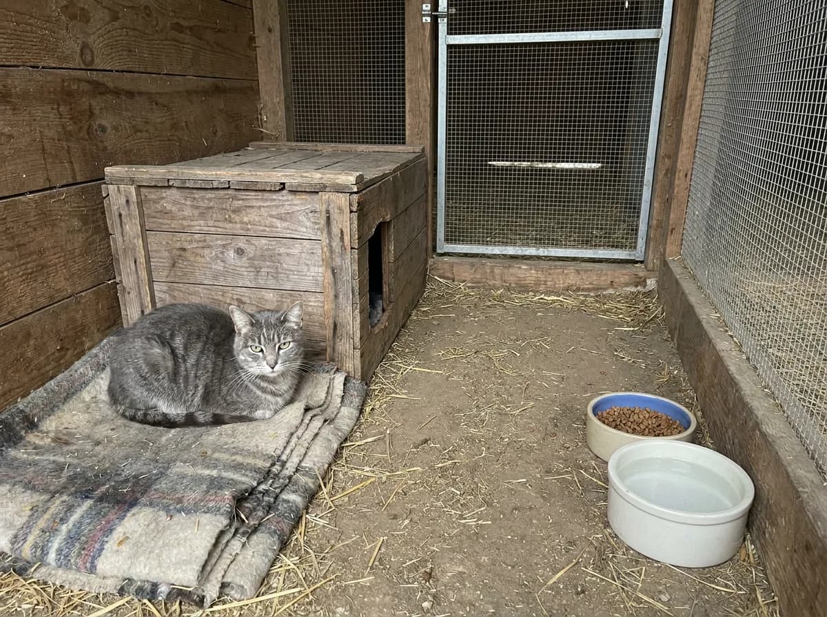 Gray cat resting beside a wooden shelter and food and water bowls in an enclosed barn room
