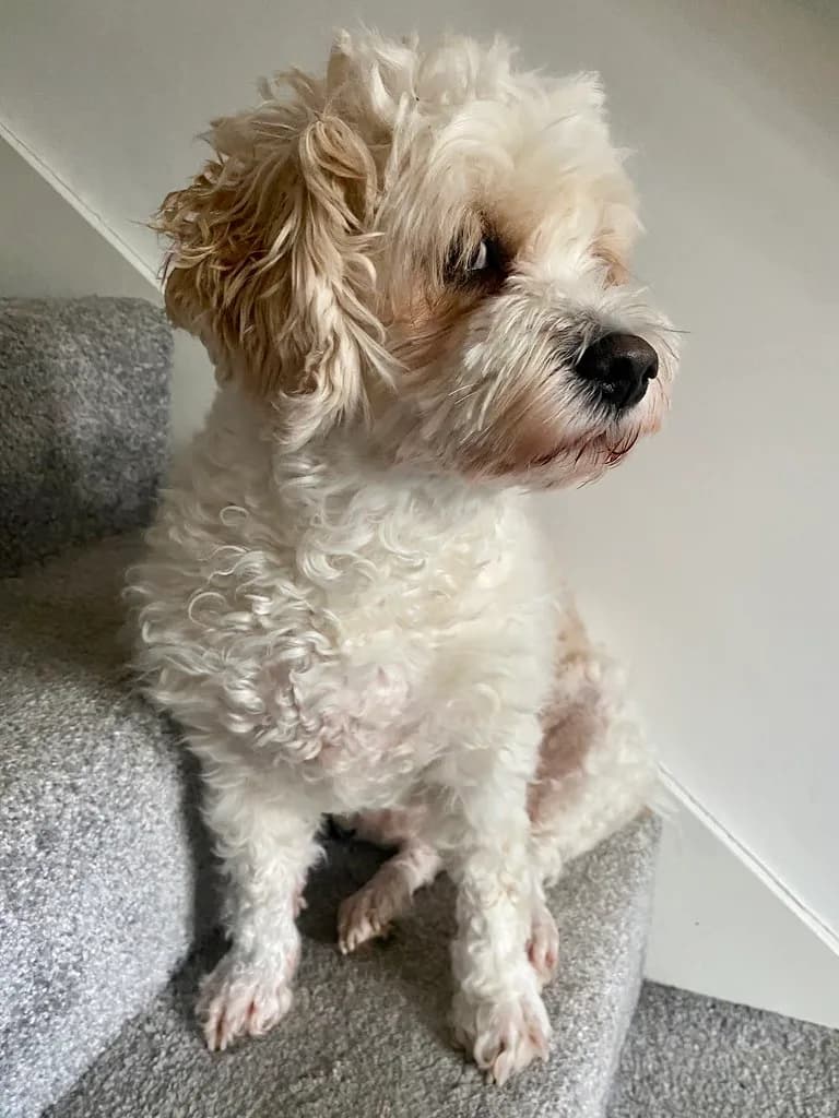 Adult cream Cavachon Luna sitting on carpeted stairs.