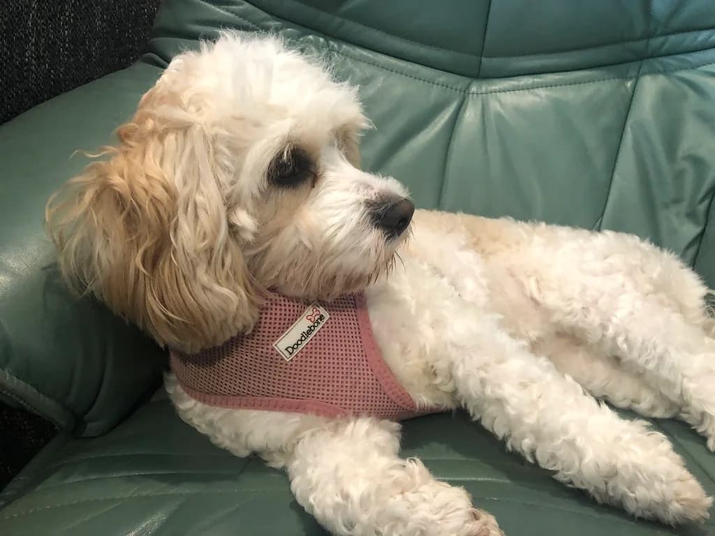 Adult cream Cavachon Luna resting on a green armchair.