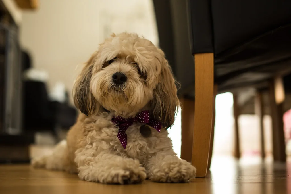 Cream Cavachon Lillie with a fluffy rounded face and longer wavy coat.