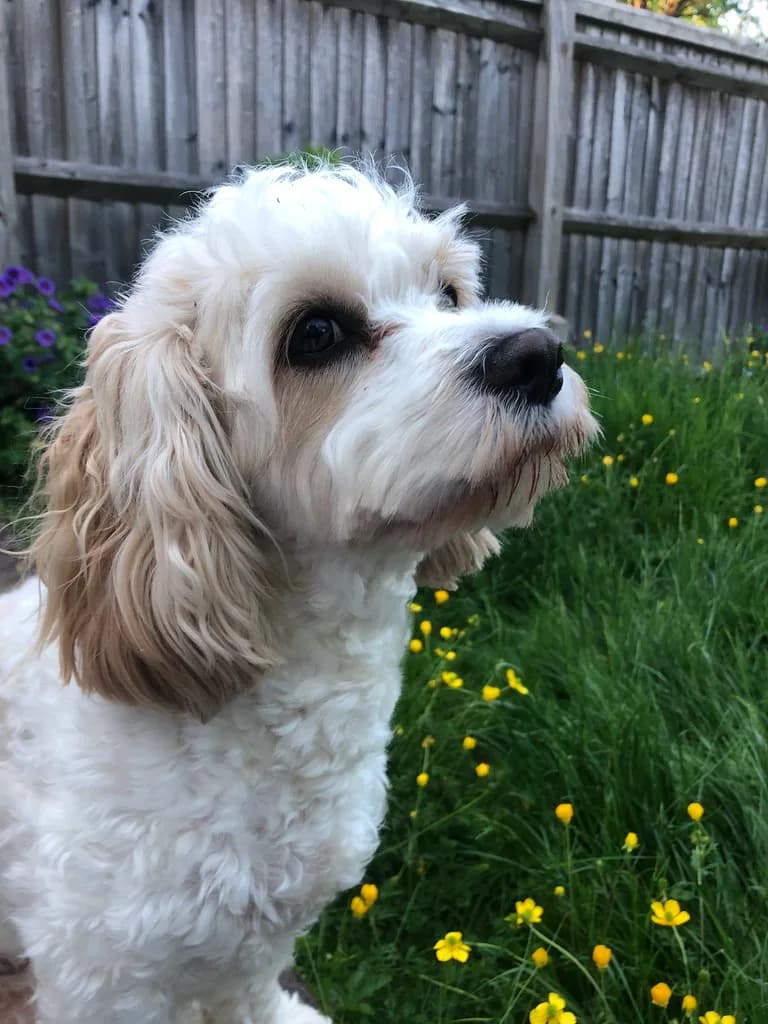 Cream Cavachon Luna with wavy ears and a shorter face outline in a garden.