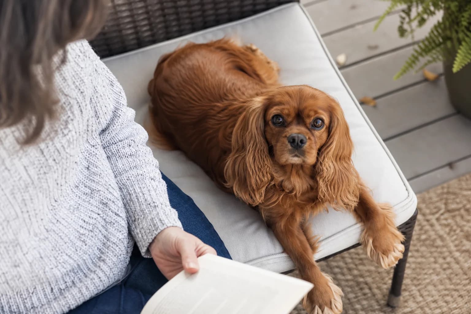Relaxed Cavalier sharing calm supervised space with a family