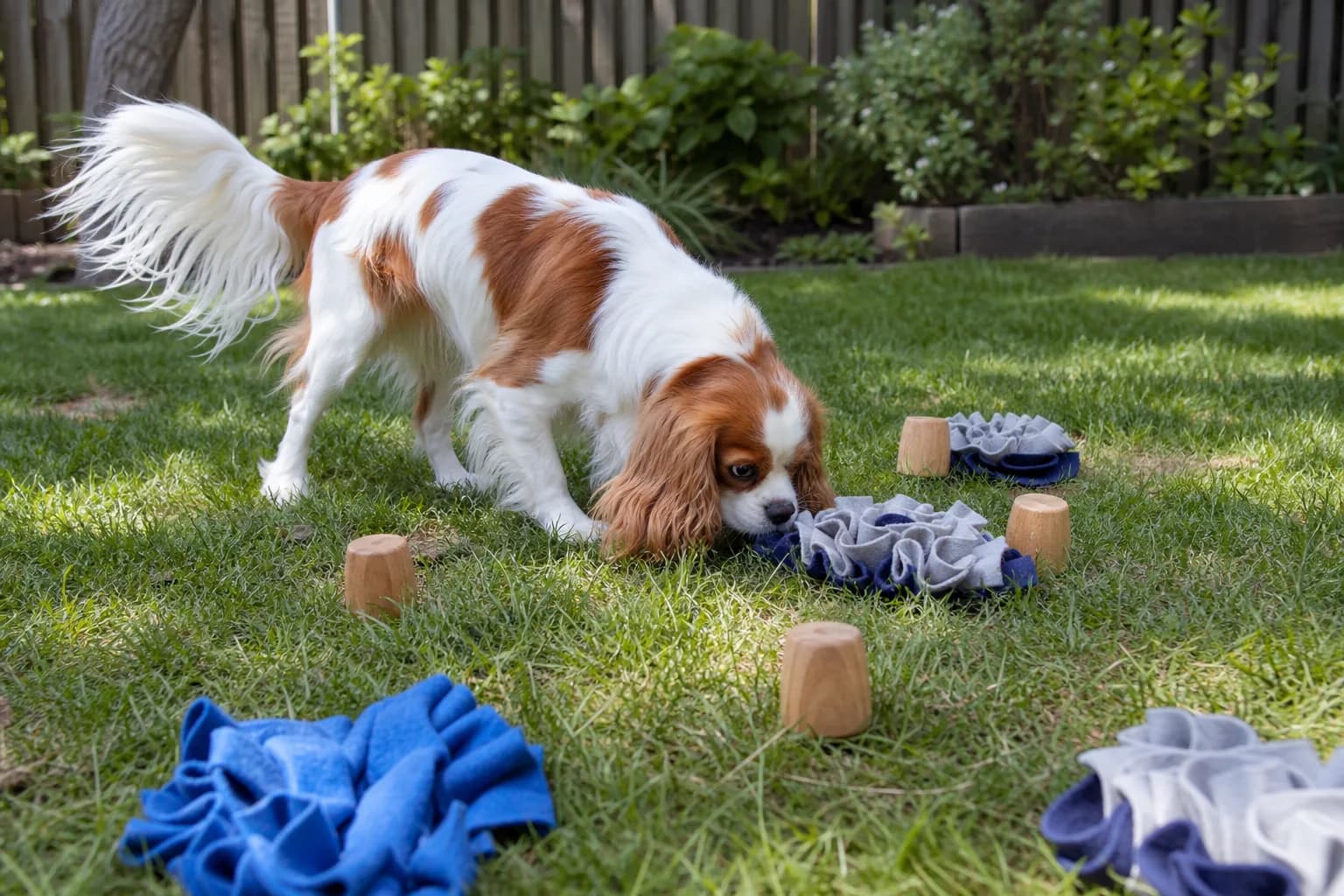 Adult Blenheim Cavalier searching a backyard scent puzzle