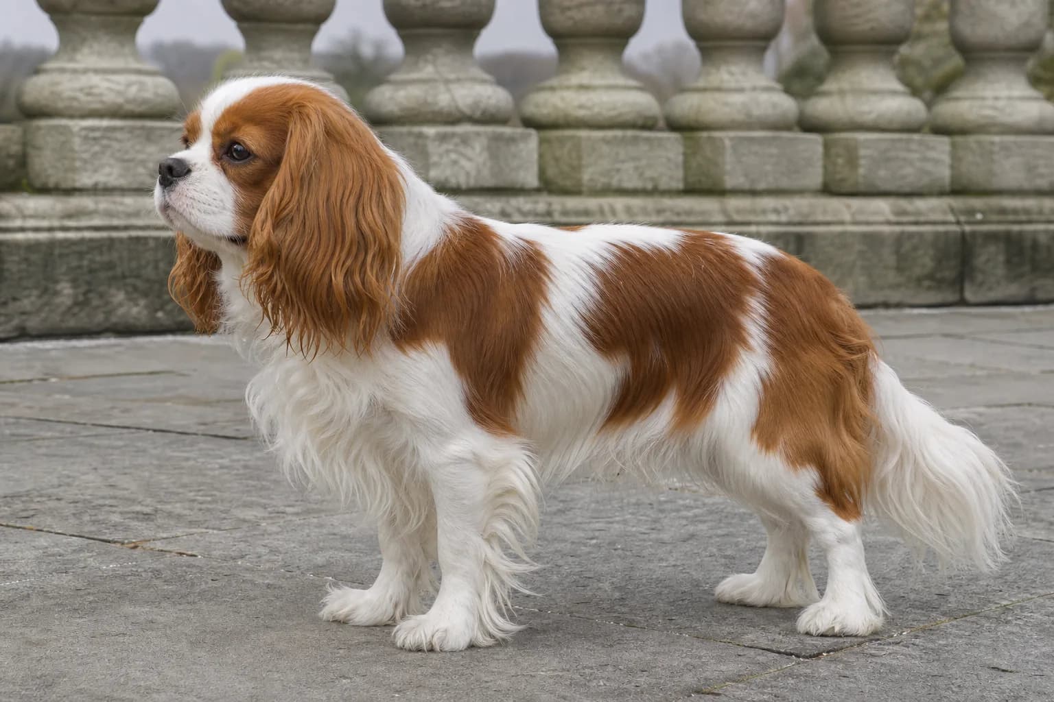 Blenheim Cavalier with chestnut markings on a white ground