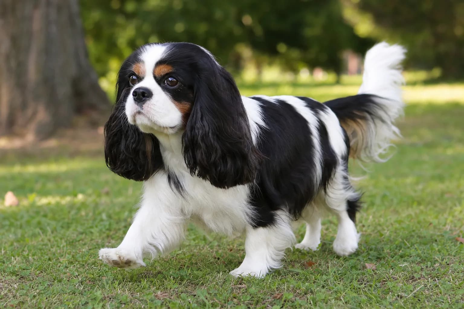 Tricolor Cavalier showing black and white pattern with tan points