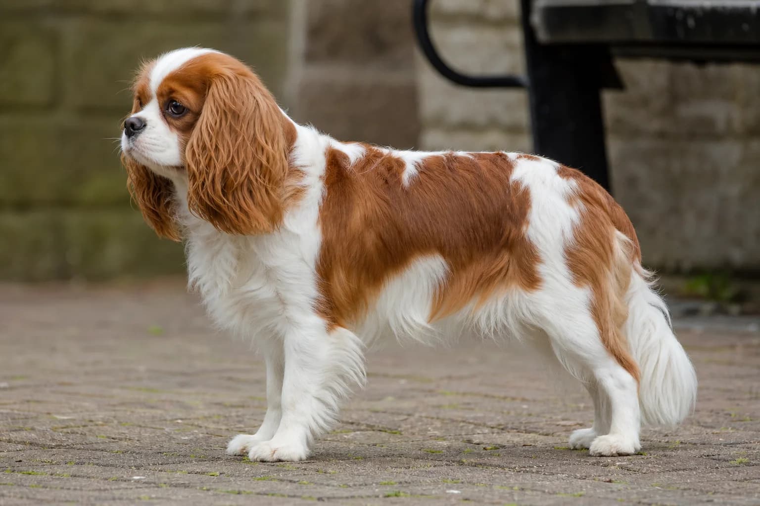 Side profiles showing a longer Cavalier muzzle and domed English Toy Spaniel head