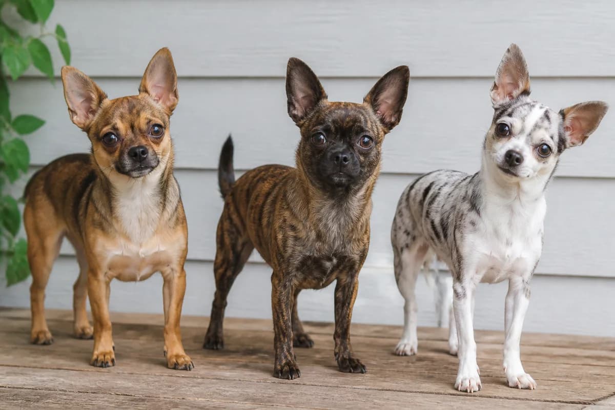 Three Chihuahuas showing natural sable, brindle and spotted pattern differences