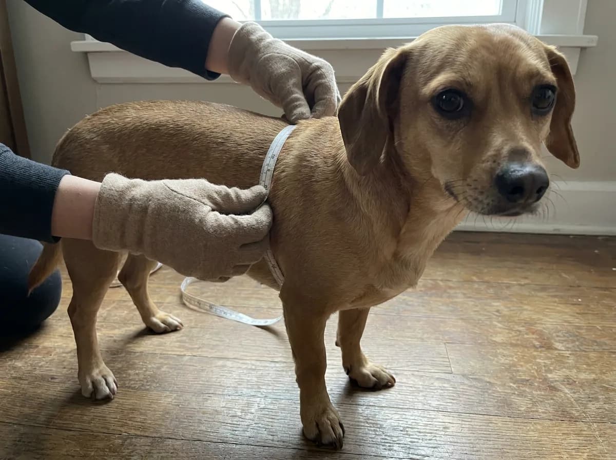 Illustrated adult tan Chiweenie with a flexible measuring tape held around its chest behind the front legs.
