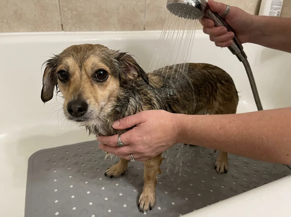 Illustrated wet Chiweenie supported on a nonslip bath mat while water rinses its back.