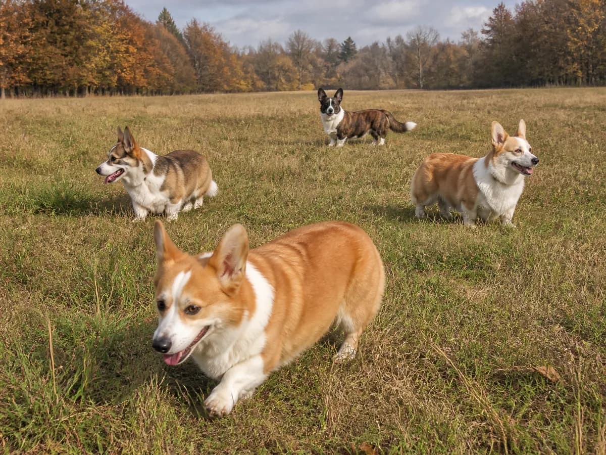 Red, sable, and fawn Pembrokes with a brindle Cardigan in an autumn meadow