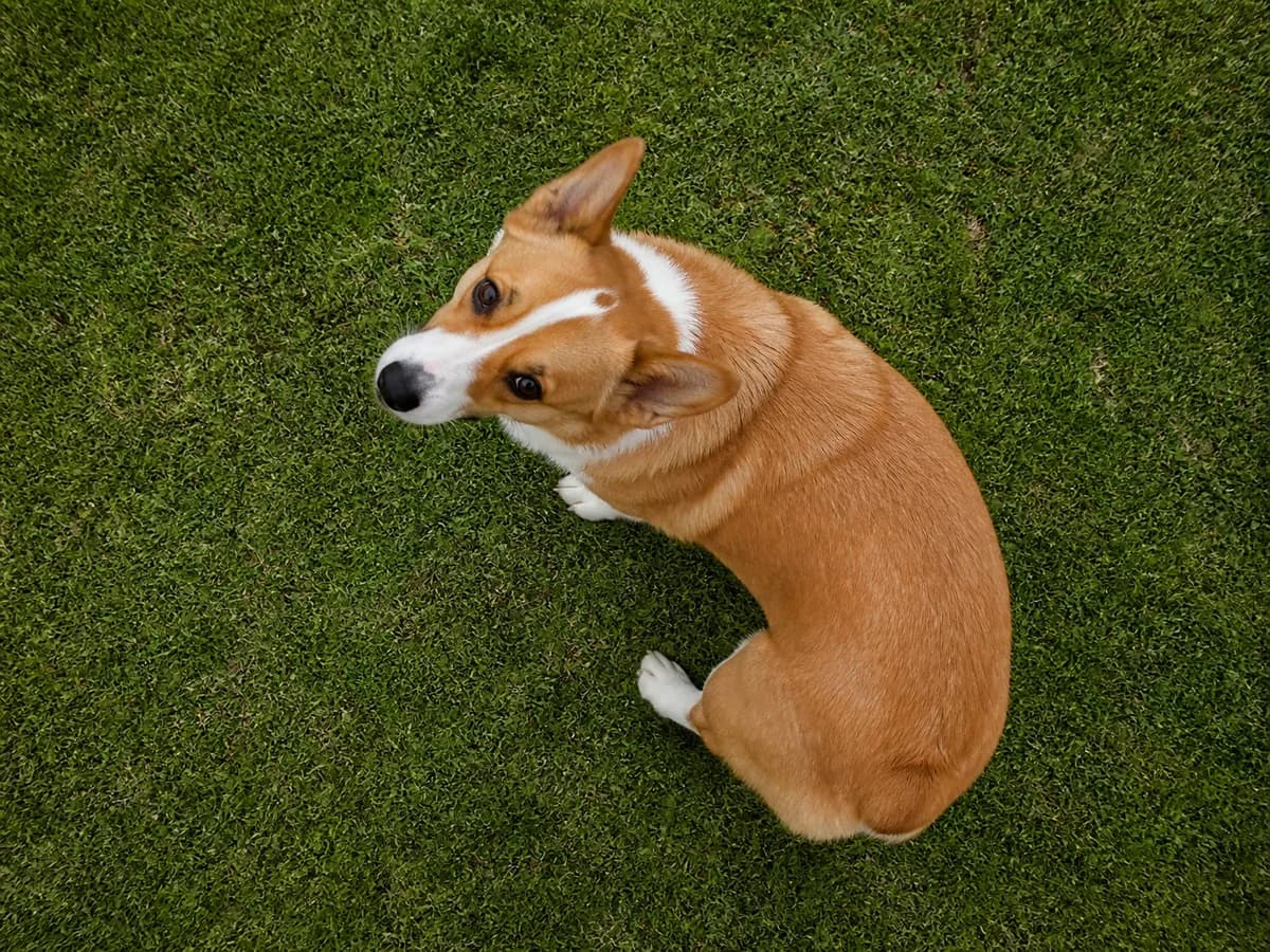 Overhead view of a red-and-white Pembroke Welsh Corgi turning on grass