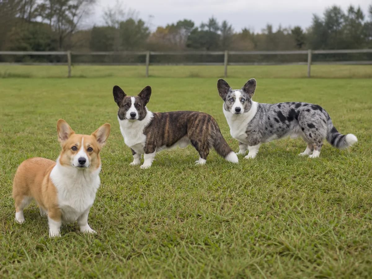 Red Pembroke with brindle and blue-merle Cardigan Welsh Corgis in a training field
