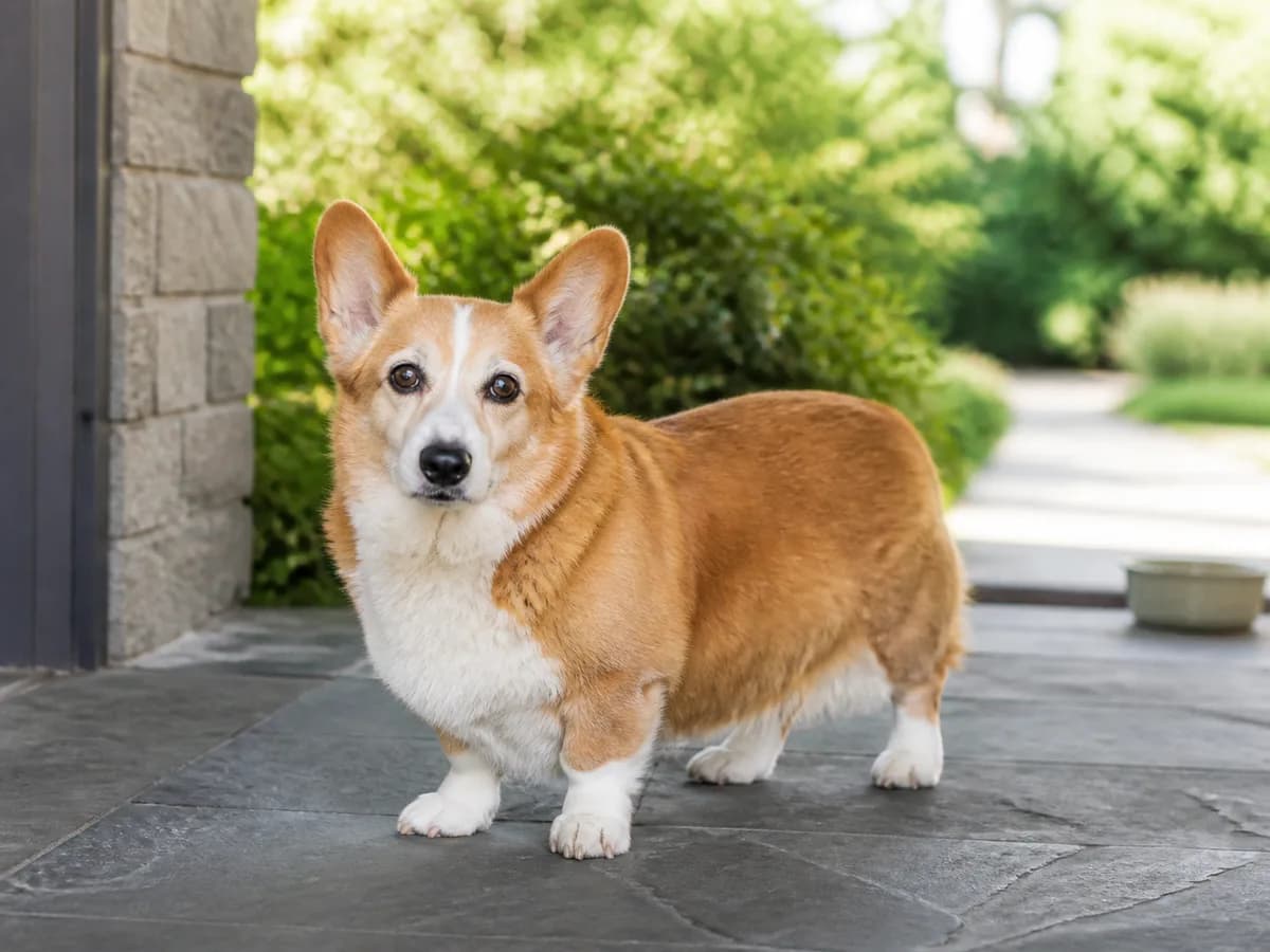 Senior red-and-white Pembroke Welsh Corgi standing on a shaded slate porch.