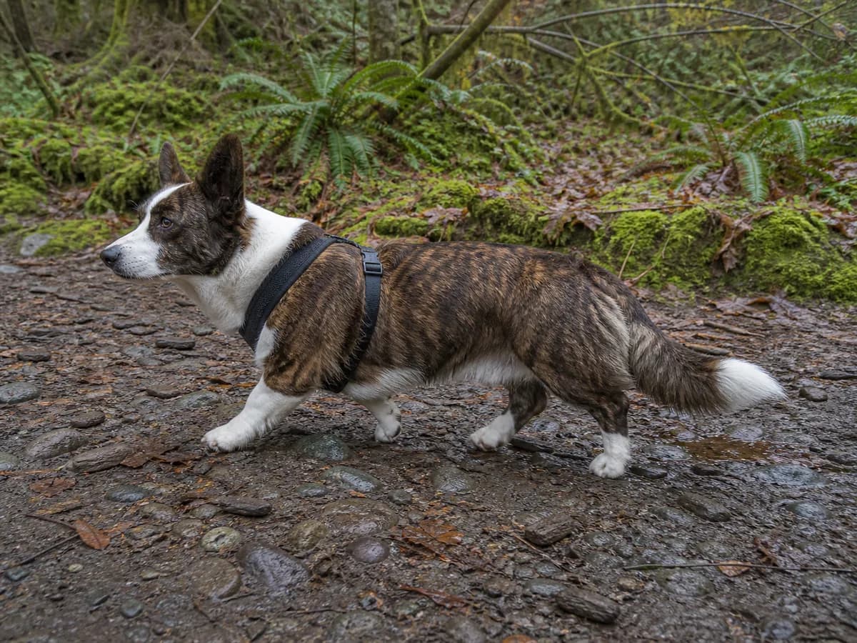 Brindle Cardigan Welsh Corgi in a harness walking on a damp forest trail.