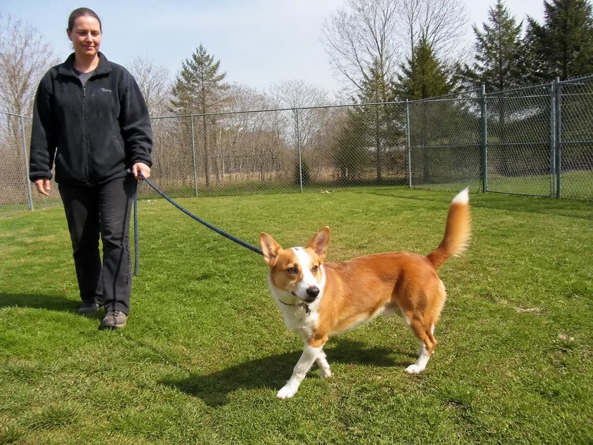 Shelter behavior counselor observes a red-and-white mixed dog turning on a loose leash in a fenced grass yard.