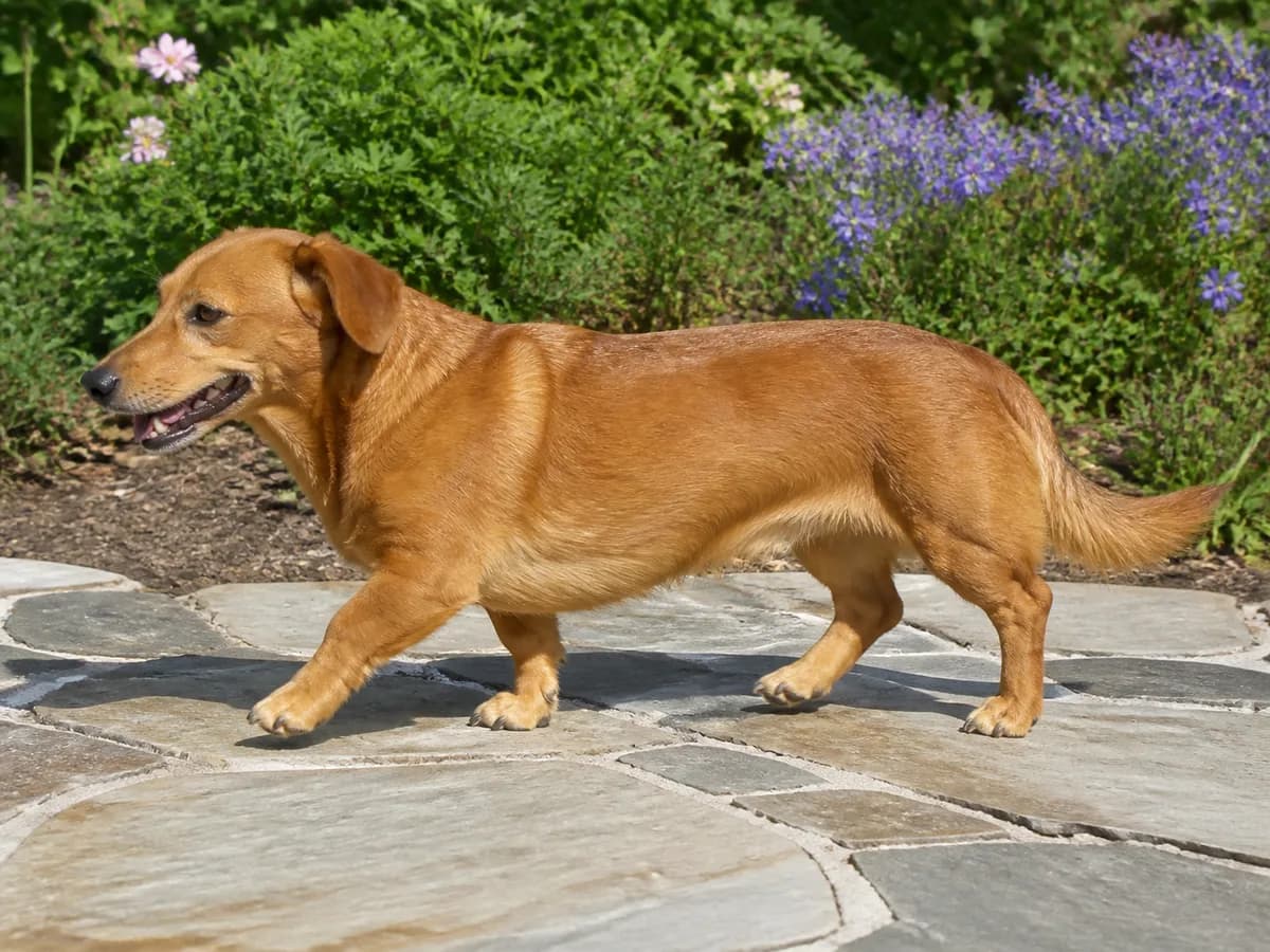 Red-brown long-bodied mixed dog with a full tail walks comfortably across a sunny garden stone path.