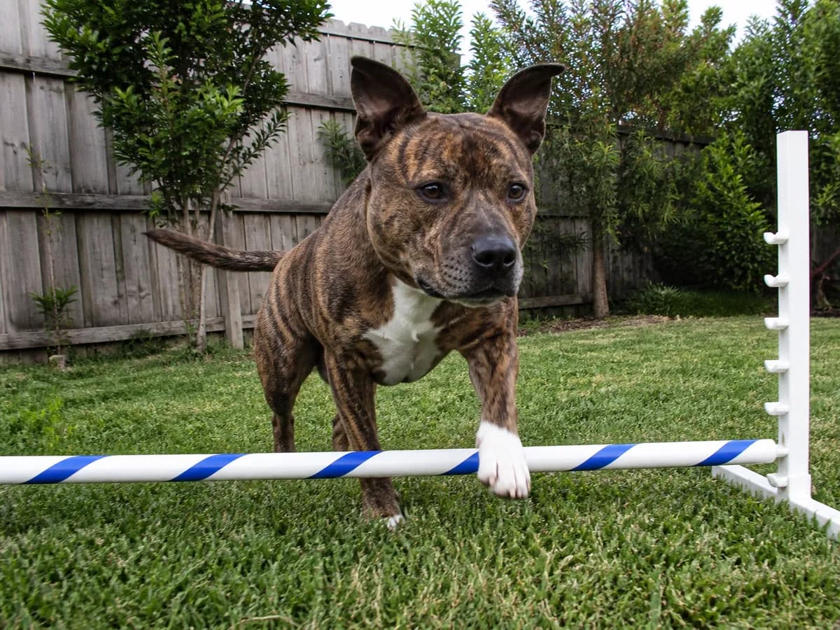 Brindle broad-chested mixed dog with a full tail steps over a low agility pole in a fenced backyard.