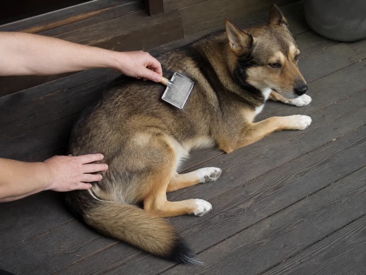 Owner brushes a relaxed sable mixed dog on a shaded porch, with loose undercoat visible on the slicker brush.