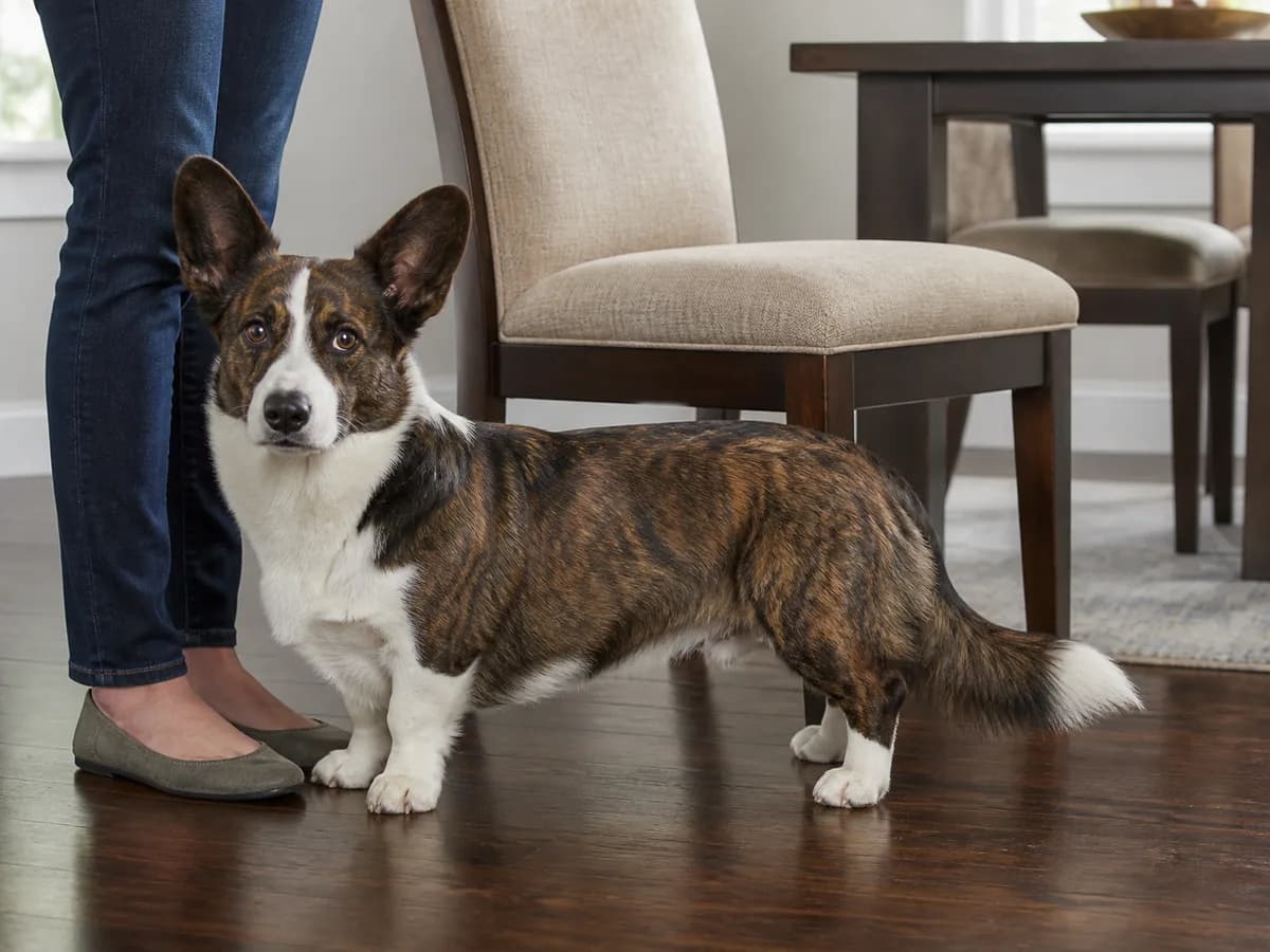 Adult brindle Cardigan Welsh Corgi standing beside a dining chair and its owner's legs.