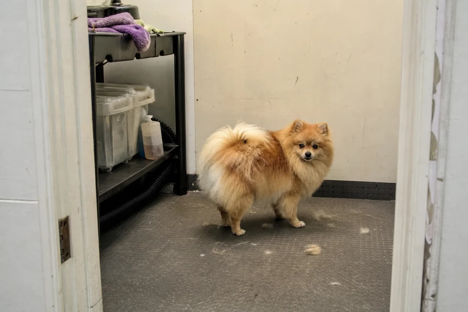 Orange-sable Pomeranian in a groomer's drying bay with a modest amount of loose undercoat on the nonslip floor