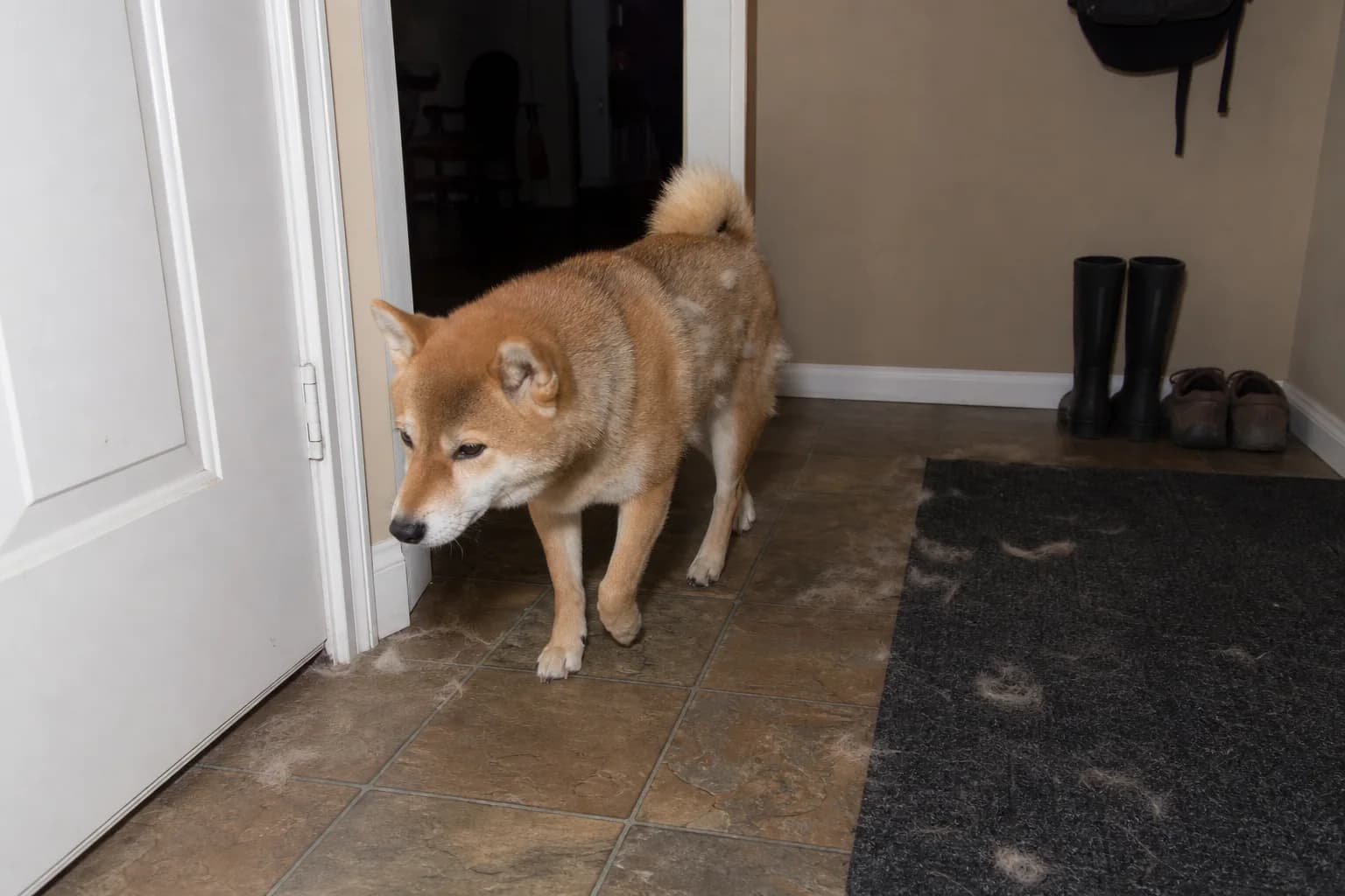 Shiba Inu with loose seasonal coat tufts walking through a tiled mudroom