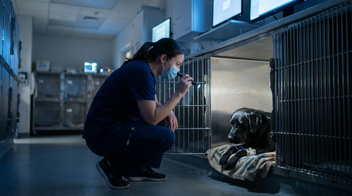 Veterinary technician checks a black Labrador with an IV line in an overnight emergency ward kennel