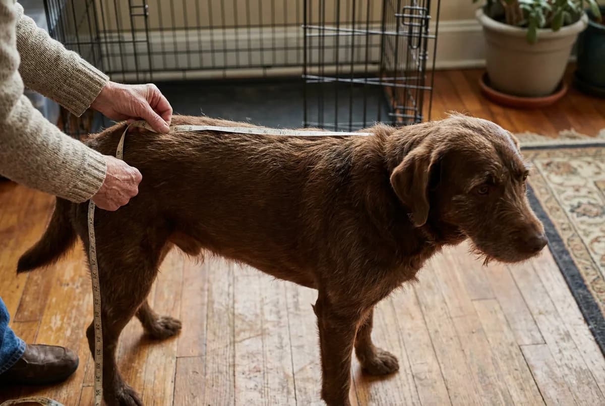 Owner holding a soft tape measure along the back of a standing brown dog from nose to tail base on a hardwood floor, a wire crate behind