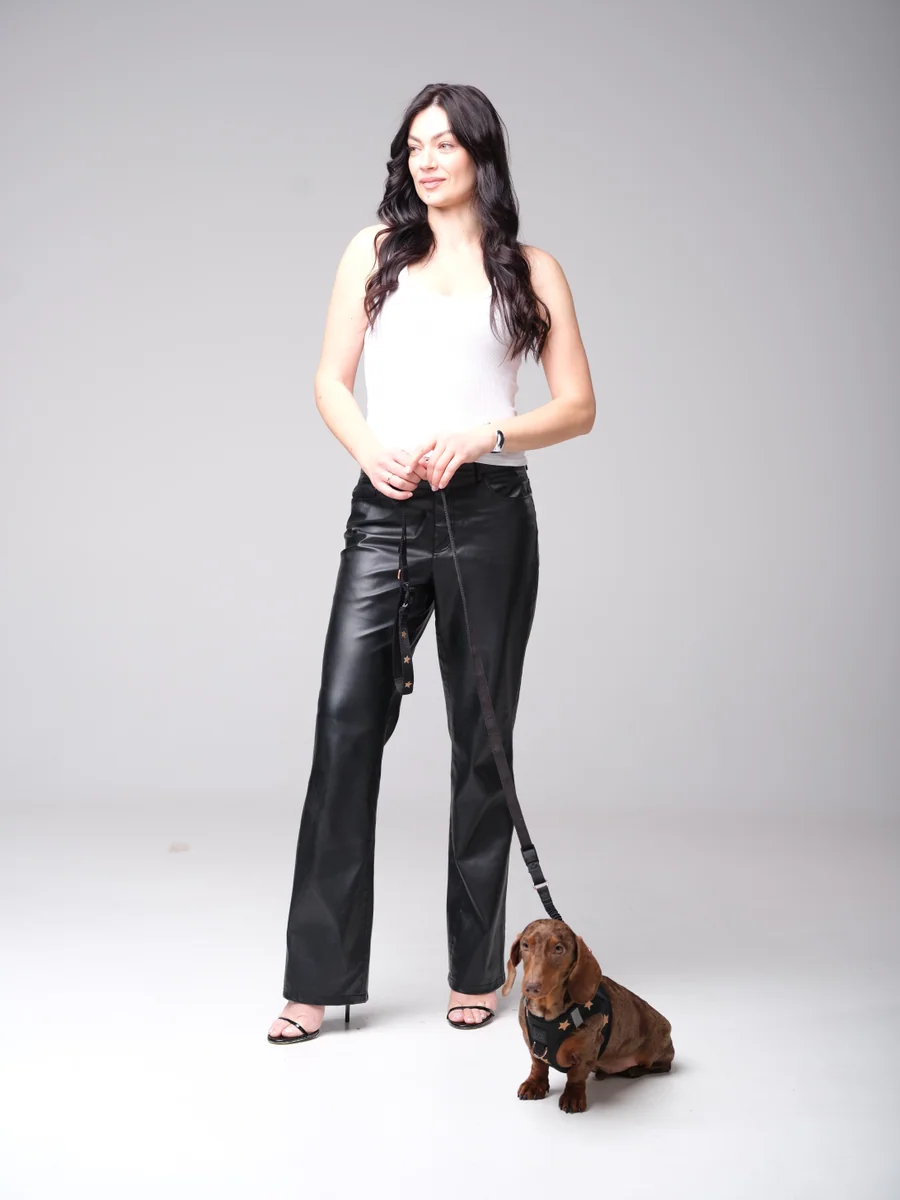 A small dachshund wearing a properly adjusted DOGISTRY SoHo harness
