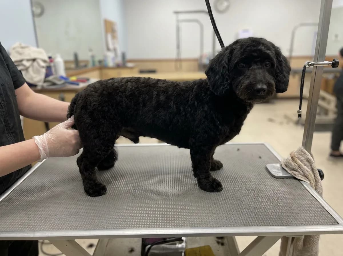 Black Doxiepoo with a short trim on a grooming table