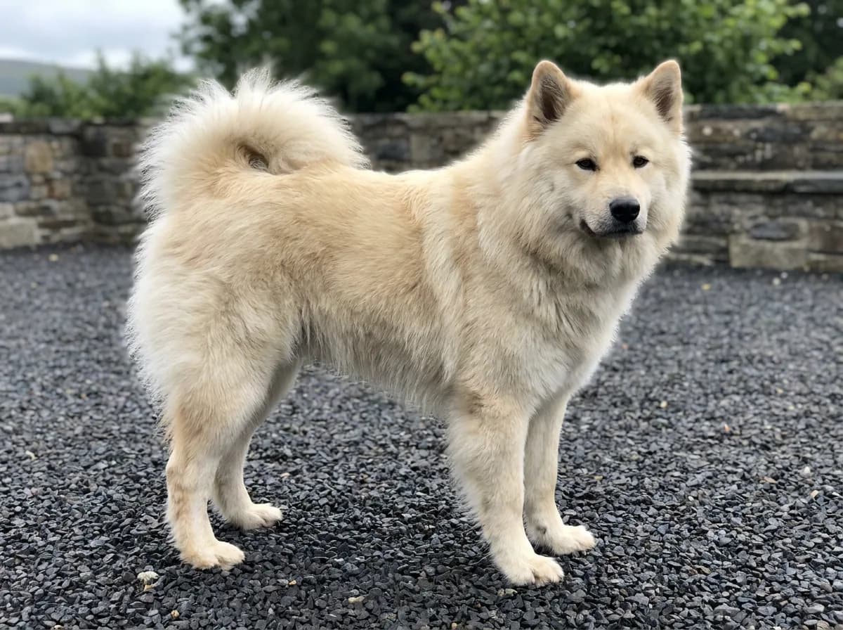 Cream Eurasier standing on gravel