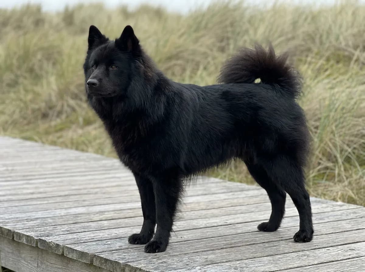 Black Eurasier standing on a wooden boardwalk