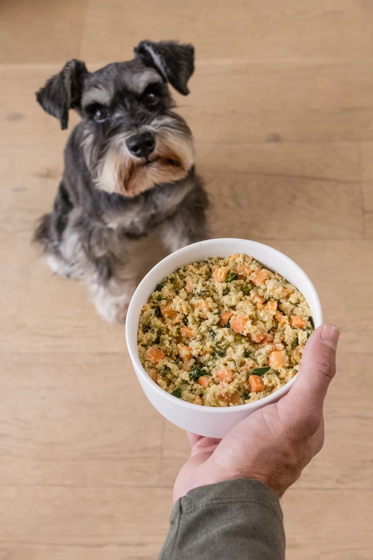 Overhead view of a schnauzer and a food bowl