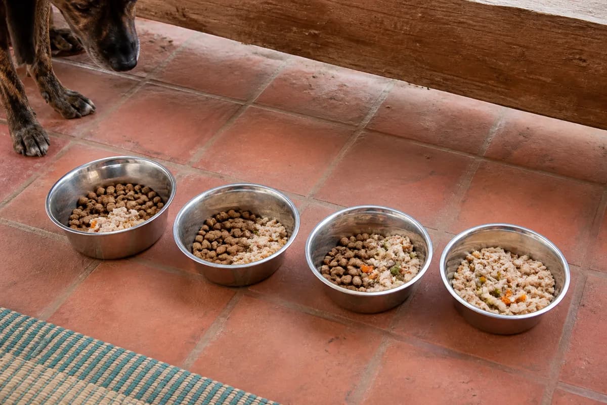 Four stainless steel bowls showing a gradual transition from kibble to fresh dog food