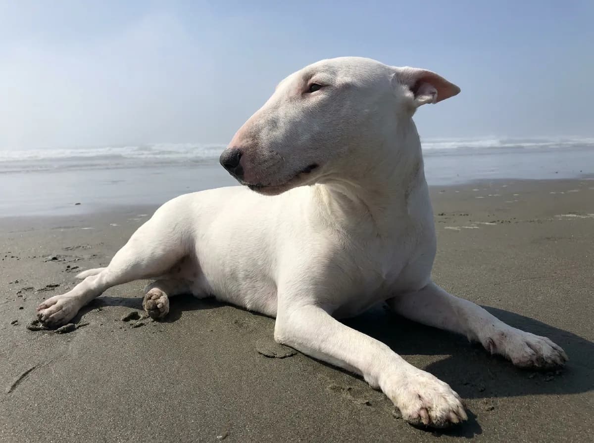 A white Bull Terrier lying on a wet beach with its egg-shaped head turned to the side.