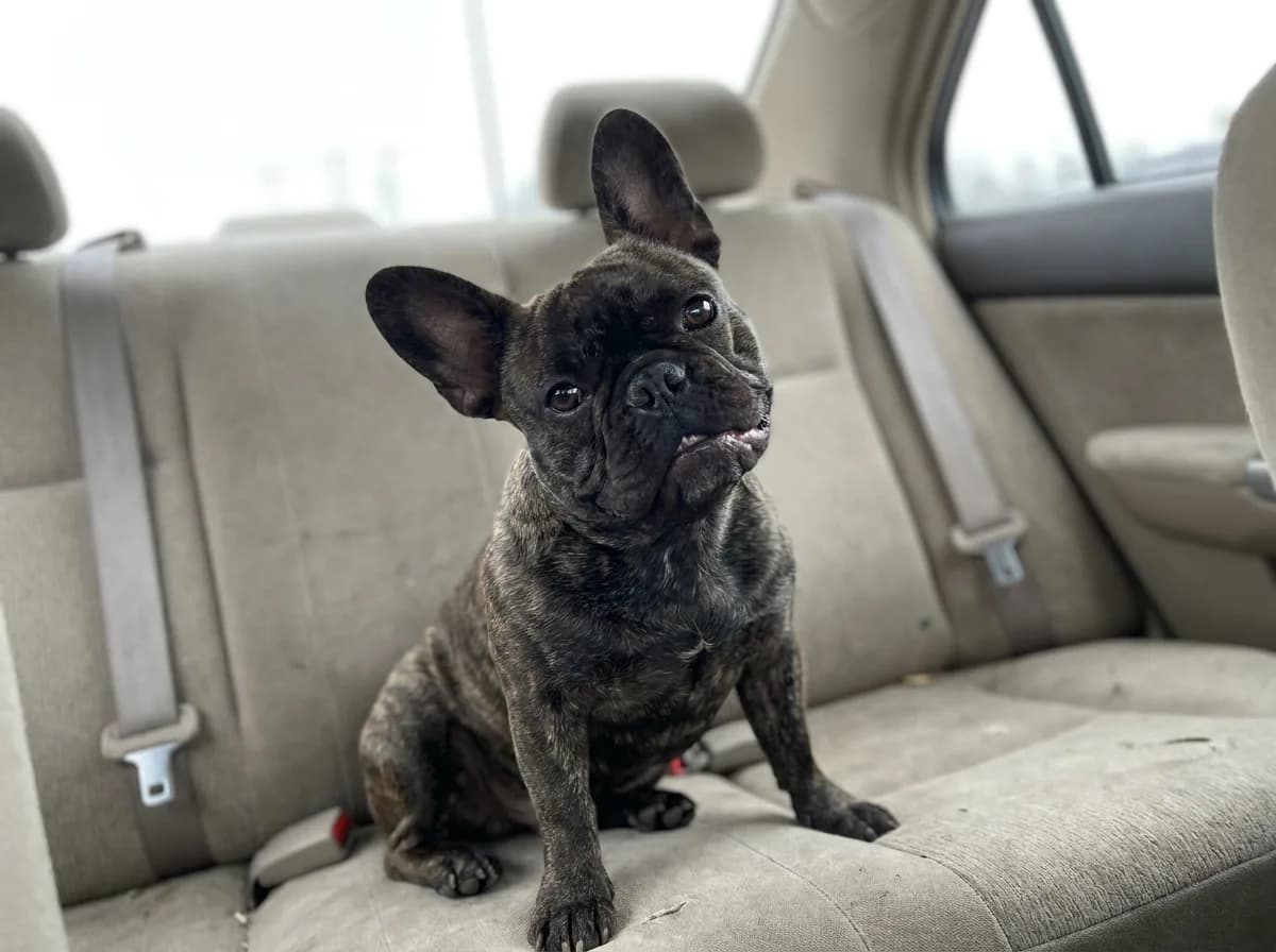 A brindle French Bulldog sitting on a car back seat with its head tilted.