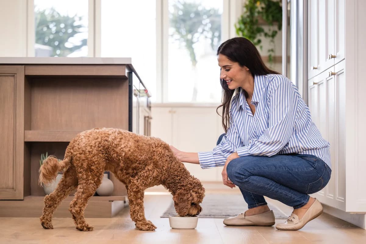 An owner kneeling beside a poodle and a food bowl