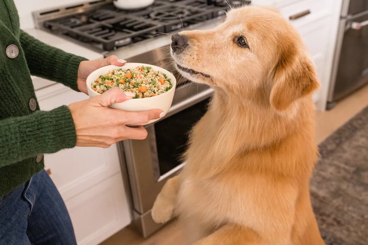 Hands offering a bowl of food to a golden dog