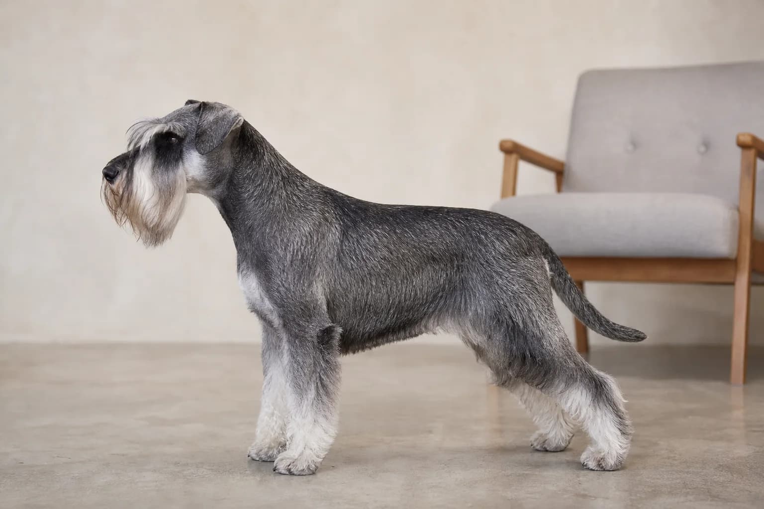 Adult pepper-and-salt Standard Schnauzer in full profile showing medium scale