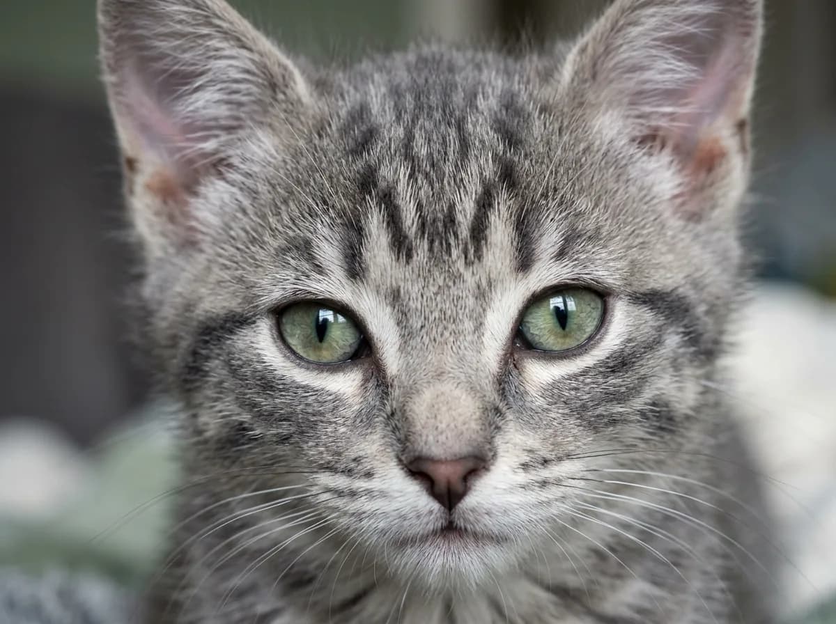Close-up of a grey tabby kitten face showing the dark M marking on the forehead and eyeliner-rimmed green eyes