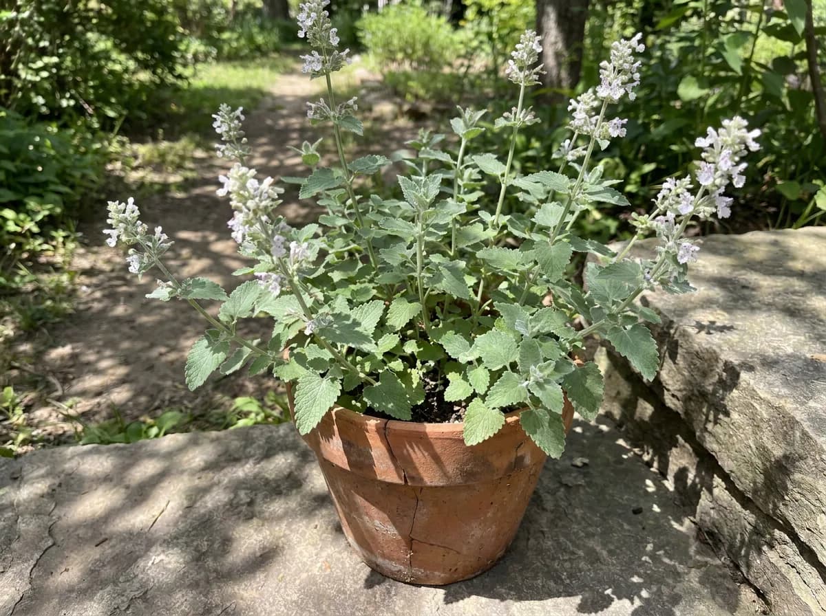 A Nepeta cataria plant, the true catnip, with heart-shaped toothed gray-green leaves and pale flower spikes growing in a terracotta pot on a sunlit step.