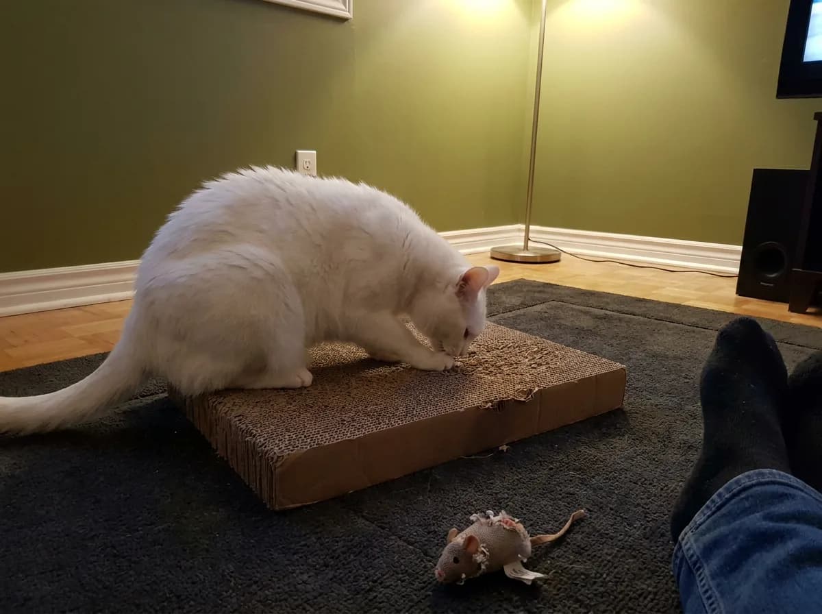 White cat investigating a cardboard scratcher beside a small toy